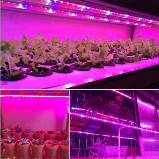 5 meter groei led strip IP65/67 24V - R:W:R:B=2:1:2:1 - 60 leds p/m