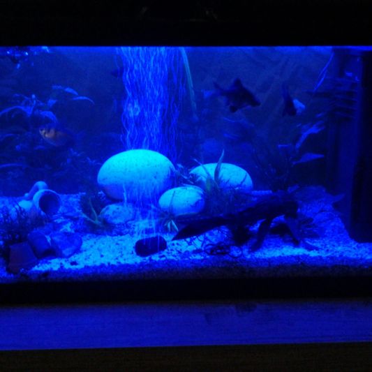50 t/m 70 cm aquarium LED strip Blauw