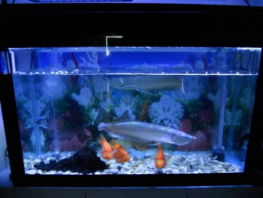 50 t/m 70 cm aquarium LED strip Blauw