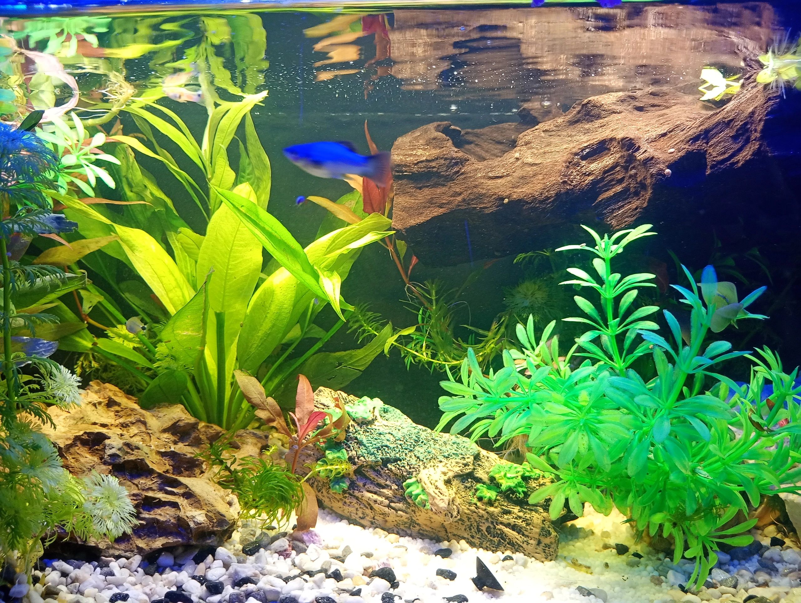 2 t/m 2,5 meter aquarium LED strip Blauw