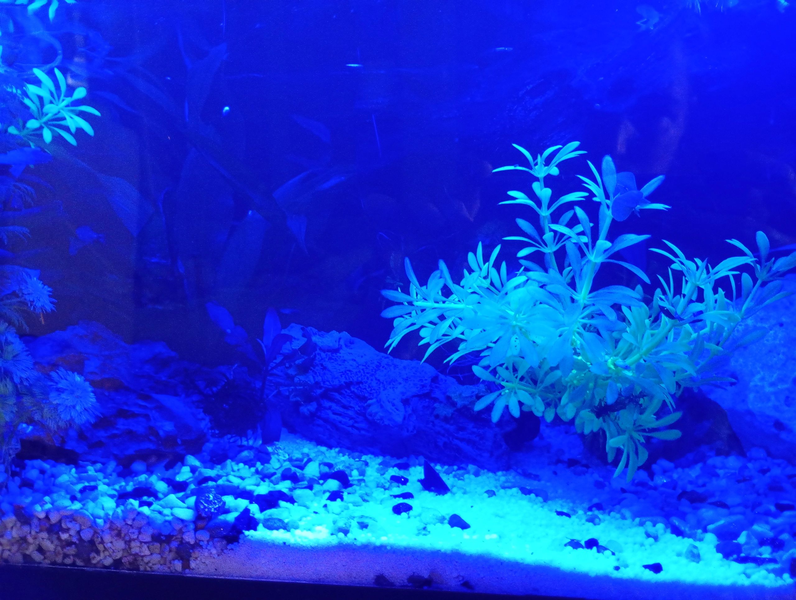 2 t/m 2,5 meter aquarium LED strip Blauw