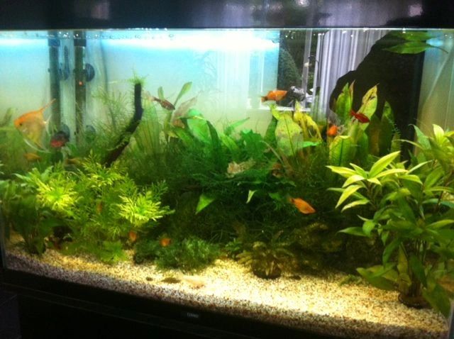 2 x RGB led strip + 1 enkele kleur strip: 50 - 70 cm complete set