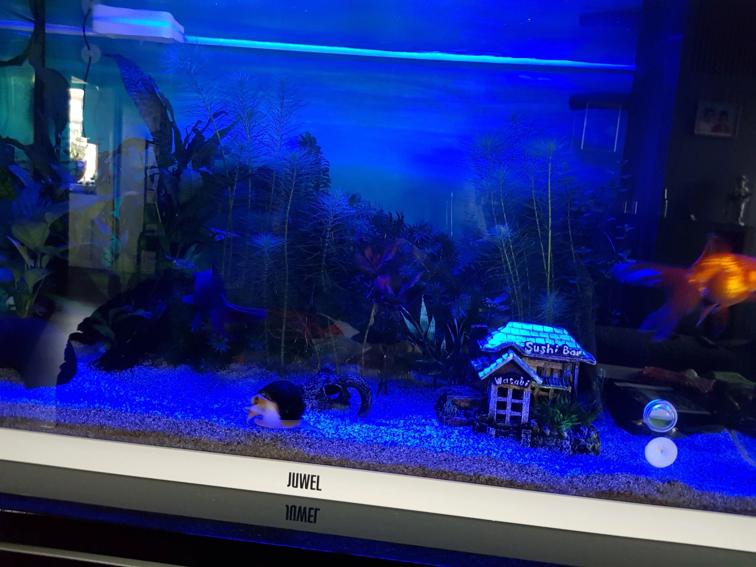 2,5 t/m 5 meter BLAUW complete set aquarium led strip