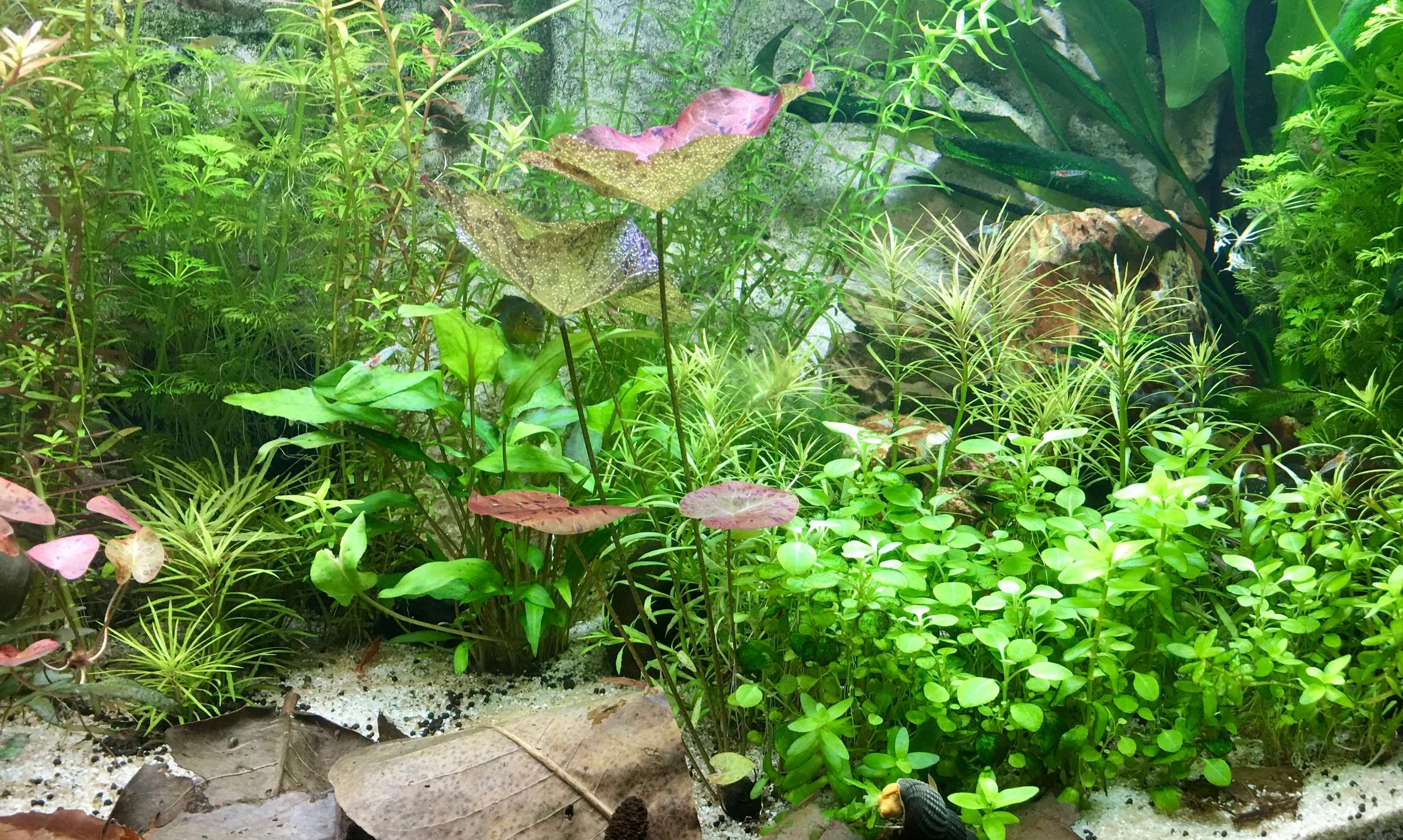 36 Watt - 24V / 1.5A adapter voor led strips