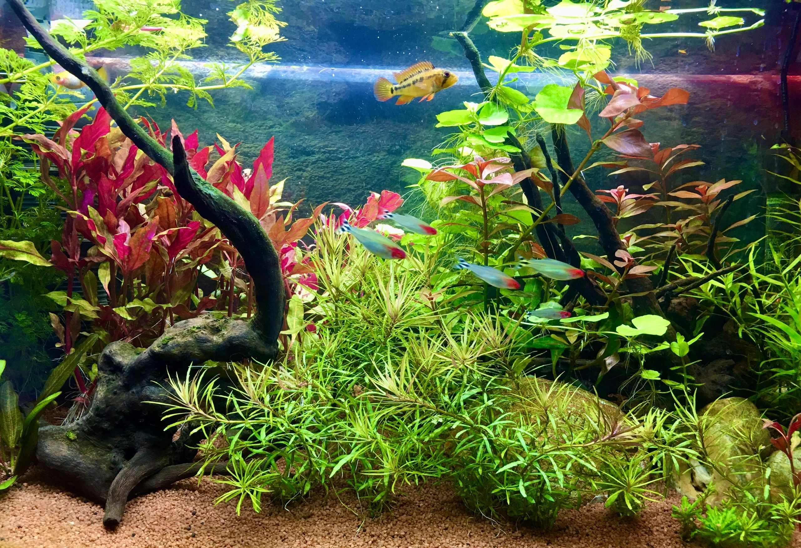 36 Watt - 24V / 1.5A adapter voor led strips